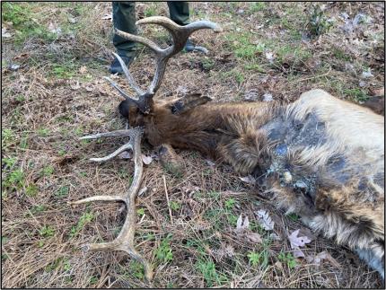 Sick bull elk that was euthanized.