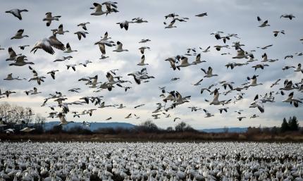 Snow geese take flight in Skagit Valley 