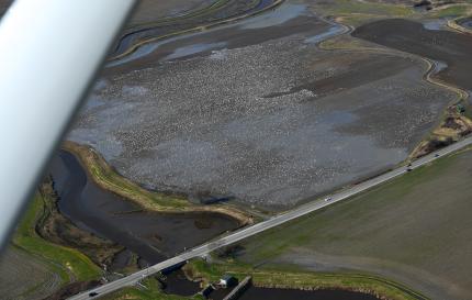 A flock of tens of thousands of snow geese on a Skagit County field 