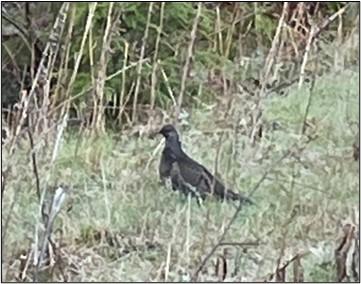 Sooty grouse on industrial forestland in Game Management Unit 550 (Coweeman)