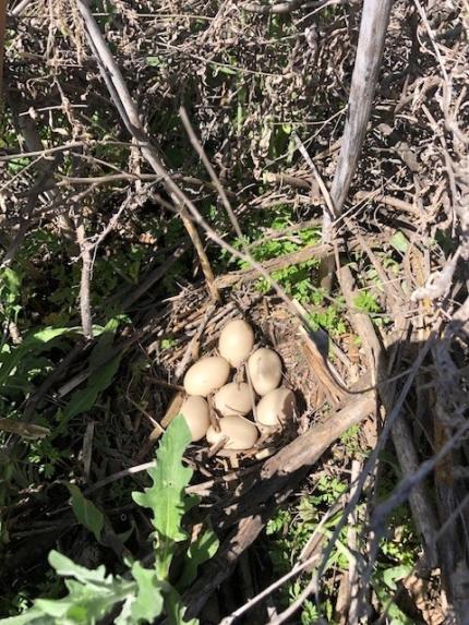 A mallard nest.