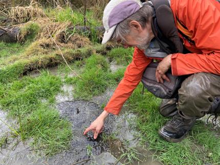 Wildlife biologist and OSF guru/volunteer Nyman examines an OSF communal egg mass cluster .