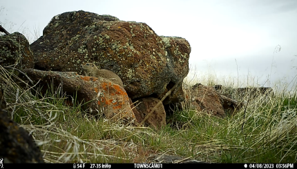  A Townsends Ground Squirrel at one of the remaining large colonies in Yakima County.