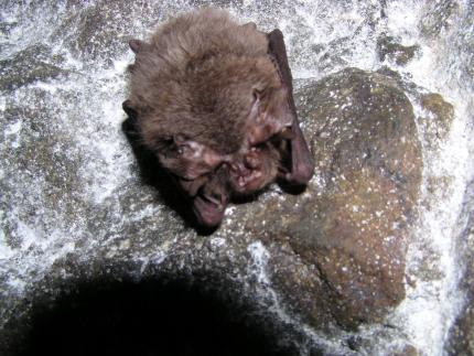 Townsend’s big-eared bat in King County, which is a “Species of Greatest Conservation Need”