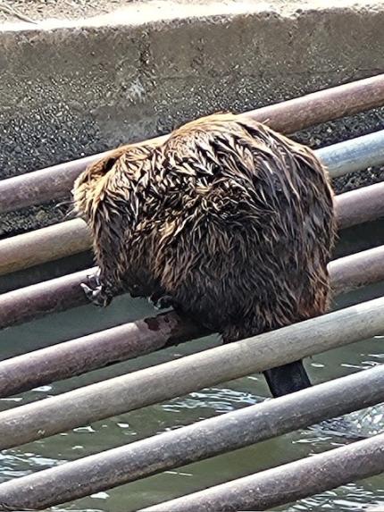 A beaver.