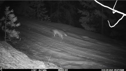 Wolf on camera