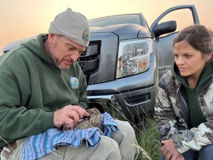 Two biologists working on attaching a transmitter on a grouse