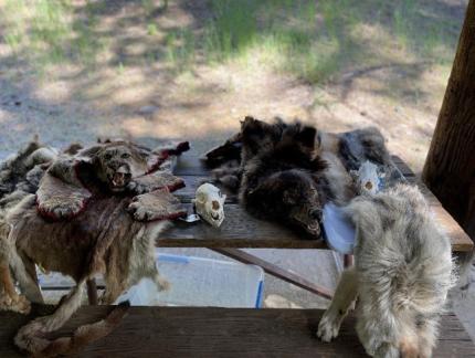 Pelts on a bench