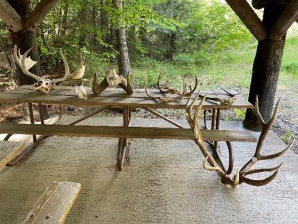 Antlers and skulls on a bench