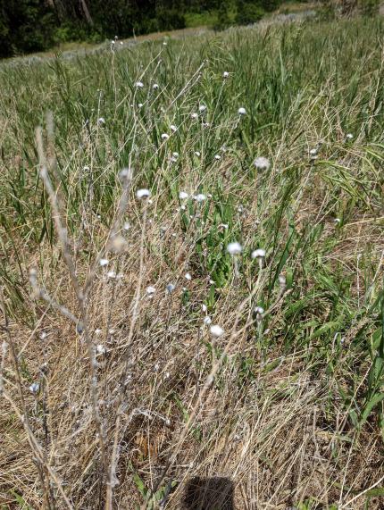 A yellow starthistle.