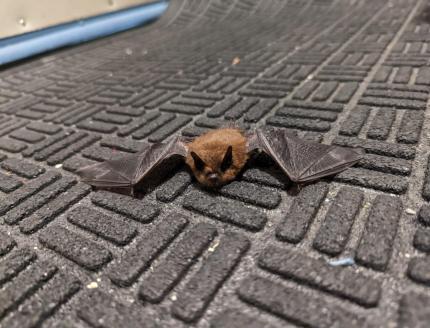 A small bat is found on the ground in Seattle