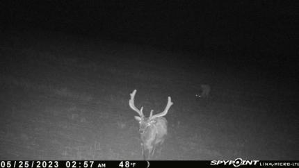 An elk in low-light.