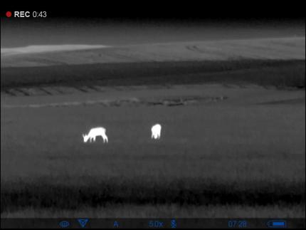 Elk spotted in thermal imaging.