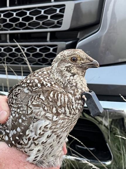 Grouse with a transmitter