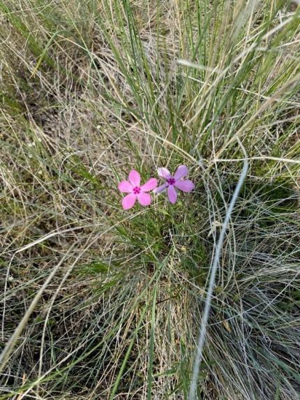 A phlox