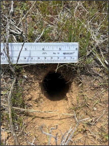 A close up to a ground squirrel burrows entrance.