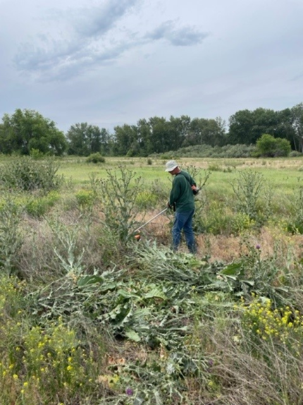 Manager Kaelber cutting down a large stand of scotch thistle.
