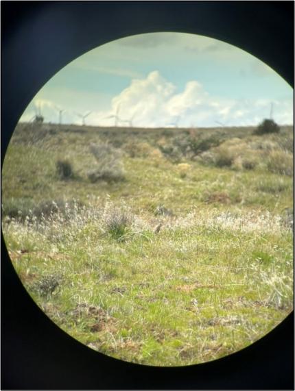 A ground squirrel in the distance.