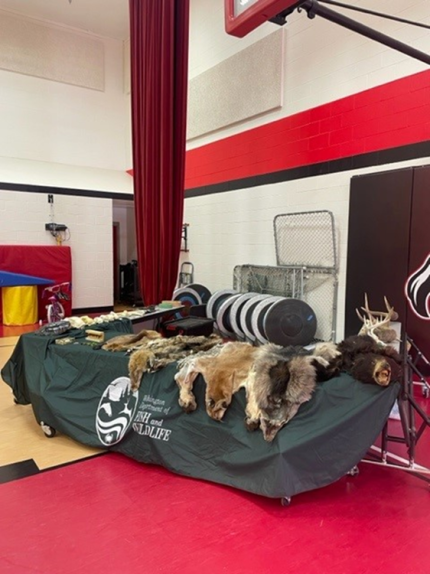      Pelts & Skulls display at Mesa Elementary’s Ecology Day.