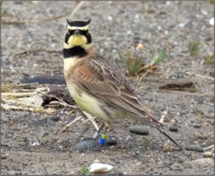 A male streaked horned lark marked with leg bands for a research project.