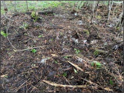 Deer hair scattered around disturbed ground.