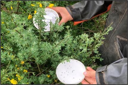 Technician Martinez releasing the insects.