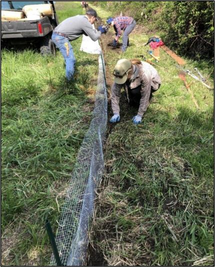 Several employees installing a turtle fence.