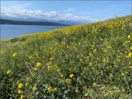 Invasive mustard on Protection Island.
