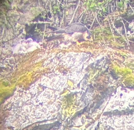 Peregrine falcon feeding its young at a climbing wall eyrie in King County.