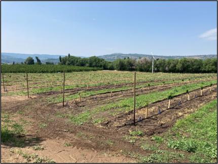 Newly planted cherry seedlings.