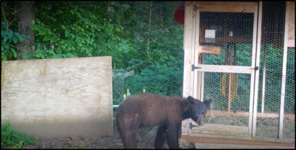 A bear entering a chicken coop.