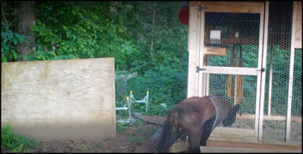 A bear entering a chicken coop.