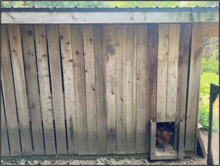 A chicken coop damaged by a bear.