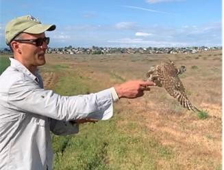 A staff member releasing an owl.