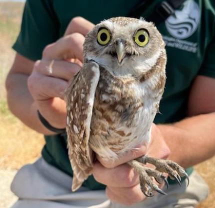 Biologist Fidorra with adult burrowing owl, originally born at the artificial burrow sites.