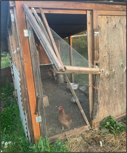 A chicken coop damaged by a bear.