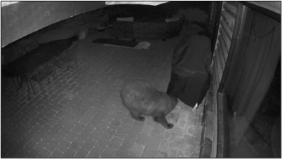 A bear investigating a porch.