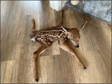 A newborn fawn struggling to stand up.