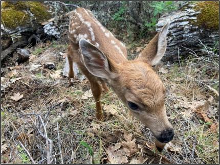 A fawn.