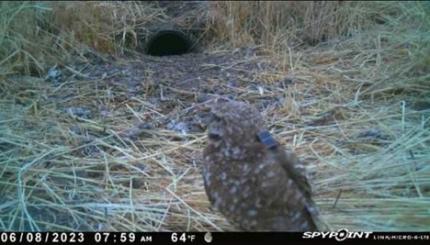 Adult male Burrowing Owl with solar powered GPS transmitter on its back. 