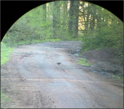 A sooty grouse on the road.
