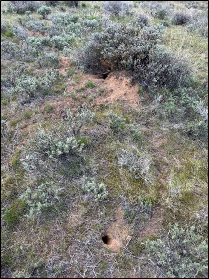 A ground squirrel burrows.