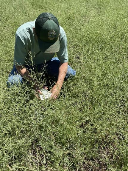 Technician Boggs releases biocontrol agents in dense patch of diffuse knapweed. 