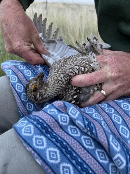 A grouse in a lap being inspected