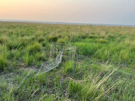 A walk-in style trap for grouse