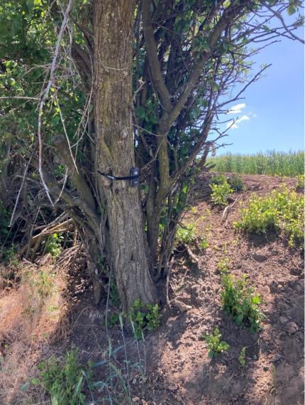 A camera installed onto a tree