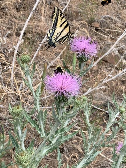 A thistle with a butterfly and bee