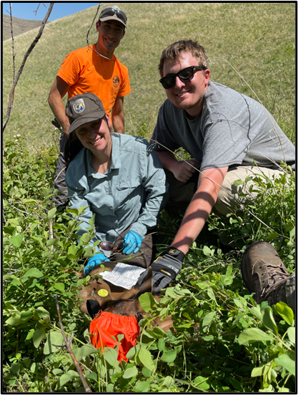 Three people with a captured elk calf