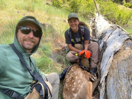 First of many calves captured and miles covered during the capture week.