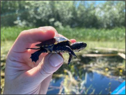 A northwestern pond turtle hatchling